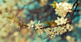 The natural colors pop and add a wonderful sweetness to the image. Beautiful Desktop Wallpaper Wallpapers Worlds 4u