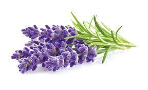 Lawenda Szukaj W Google Growing Lavender Lavender Plant Lavender Flowers