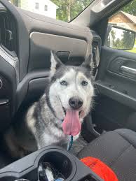 Lost dog found near Stephen's Lake Park