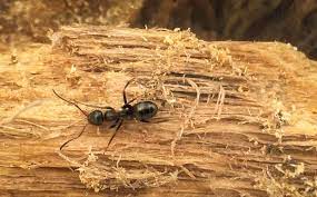 If you have termites, you need to have professional pest control come out to assess how many termites th. How To Get Rid Of Carpenter Ants Best Ways To Kill Carpenter Ants