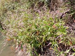 Image result for Persicaria decipiens