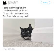 Curious Zelda Tweets Funny Limericks From Her Daily Life Cute Little Animals Cute Funny Animals Animal Jokes