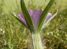 Image result for Agrostemma githago