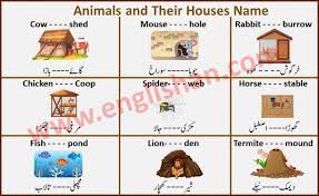 How to write a scientific name … 50 Animals And Their Homes Name Pdf Englishan In 2021 Animals And Their Homes Animals Animal Habitats Preschool