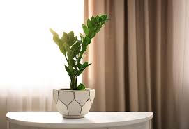 We did not find results for: Zz Plants Buying Growing Guide Trees Com
