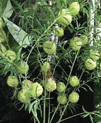 Pin On Garden Wishes
