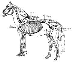 acupuncture points on the bladder meridian that were