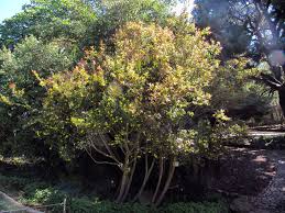 Image result for Ochna natalitia