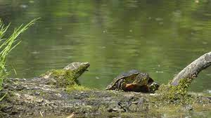 We did not find results for: Europaische Sumpfschildkrote In Der Lobau Youtube