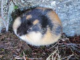 Lemmings are found only in the northern hemisphere. Norwegian Lemming Lemmus Lemmus Setesdal Vesthei Ryfylkeheiane Landscape Conservation Area Grid Arendal