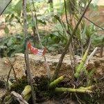 Image result for Polystachya steudneri