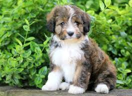 Australian shepherds or aussies are lean, medium, bobtailed dogs and a cowboy favorite for guarding and herding at ranches, rodeos, and horse shows. Australian Shepherd Mix Puppies For Sale Puppy Adoption Keystone Puppies