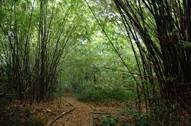 Hutan simpan ayer hitam, 47100 puchong, selangor  type of company.— Hutan Simpan Ayer Hitam Disasar Jadi Pusat Pendidikan Perhutanan Antarabangsa Universiti Putra Malaysia