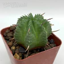 Image result for Euphorbia confinalis