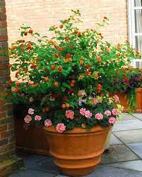 August 2012 Dirt Simple Part 4 Potted Plants Outdoor Planting Flowers Plants