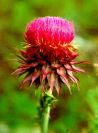 Image result for Carduus nyassanus