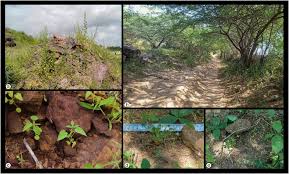 Image result for Hibiscus sidiformis