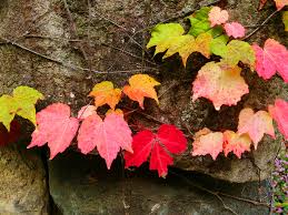 蔦紅葉 つたもみじ 紅葉するツタと常緑のツタ 何が違う 暮らしの歳時記 All About
