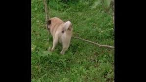Cats And Dogs Funny Fighting In 2020 Funny Cats And Dogs Cats Dog Cat