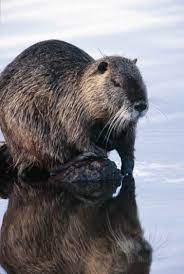 Thanks Katrina Nutria At Fault Louisiana Culture South Louisiana Marshland