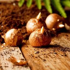 Bulbs are a new underground stem that is botanically known as coriander. Saffron Crocus Sativus Bulbs Buy Crocus Bulbs In Bulk At Eden Brothers
