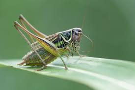 Image result for Ruspolia australis