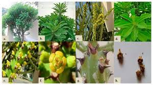 Image result for Euphorbia inaequilatera