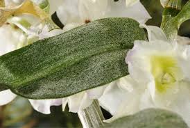 Ich nehme dich an die hand und wir finden schritt für schritt heraus, woran das liegt und was du dagegen tun kannst. Orchideen Die Haufigsten Krankheiten Und Schadlinge Mein Schoner Garten