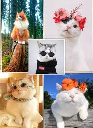 20 gambar kucing lucu dan imut dari berbagai jenis. Kucing Kucing Lucu Home Facebook