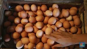 Harga ayam broiler hari ini. Siap Kocek Duit Lebih Ya Bund Harga Telur Naik Sampai 2021