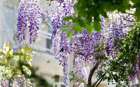 Neben den richtigen materialien und der auswahl der passenden. Mediterrane Pflanzen Fur Den Garten Die Schonsten Exoten