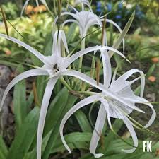 Image result for Micrargeria filiformis