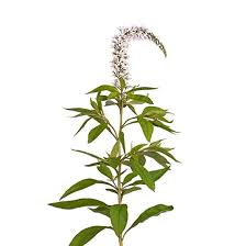 Image result for Lysimachia