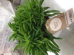 Maybe you would like to learn more about one of these? Succulent Plant Whose Leaves Look Like Fat Pea Pods