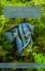 Essential Care Guide For Freshwater Angelfish In 2021 Angel Fish Angel Fish Tank Tropical Fish Aquarium
