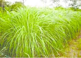 Image result for Cymbopogon nardus