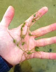 Image result for Coronopus integrifolius