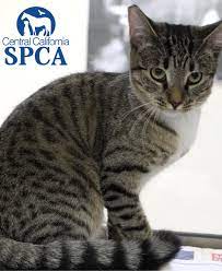 See full list on thesprucepets.com Kelly Is A Female 9 Month Old Classic Tabby Domestic Shorthair Central California Spca Fresno Ca