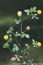 Image result for Trifolium campestre