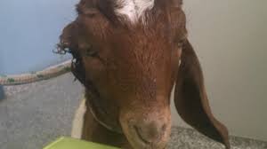 Goats are herd animals and must be sold in pairs or sold to home that already has a goat (or suitable outdoor livestock) for companionship. Pet Goat Untreated After Dog Rips Its Ear Off Morning Bulletin