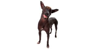 We did not find results for: Xoloitzcuintle Perro Sin Pelo Mexicano Turismo Viajes Portal Iperu