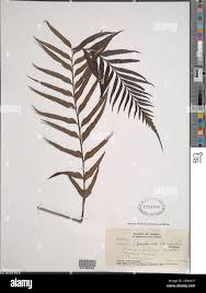 Image result for Asplenium macrophlebium