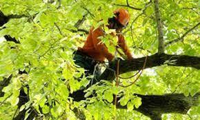Pin On Dano S Tree Service