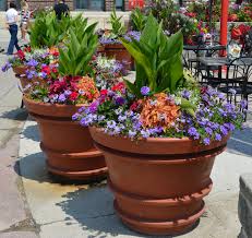 All you need is a few pots, a big bag of container compost and the plants. Planting A Simple Vegetable Garden Container Flowers Container Plants Full Sun Container Plants