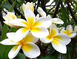 Pin On Flowers