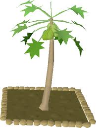 Fruit trees from cuisine mod, now with bee hybridization! Papaya Tree Old School Runescape Wiki Fandom