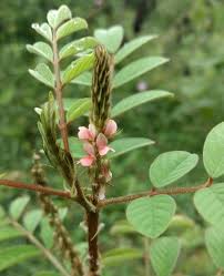 Image result for Indigofera astragalina