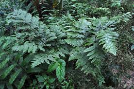Image result for Tectaria angelicifolia