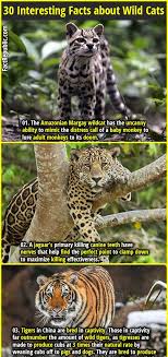 30 Interesting Facts About Wild Cats Fact Republic Cat Facts Wild Cats Animal Facts