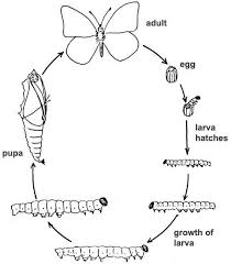 Mother Nature S Backyard A Water Wise Garden Butterfly Gardens Butterfly Life Cycle Butterfly Transformation Life Cycles
